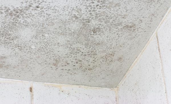 Mold Remediation by AAA Water Restoration