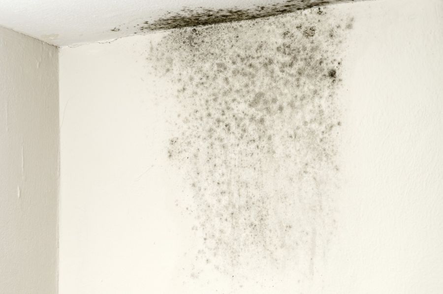 Mold Remediation by AAA Water Restoration